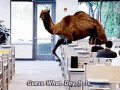 What Day It Is Hump Day Camel GIF