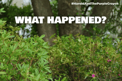 What Happened Man Coming Out From The Bushes GIF