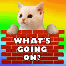 What Is Going On Rainbow Cat GIF