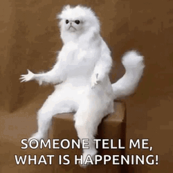 What Is Happening Confused White Persian Cat GIF