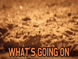 What Is Happening Cute Meerkat GIF