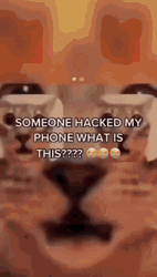 What Is This Hack Cat Selfie GIF
