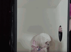 What's In The Box Fluffy Dog Shocked GIF