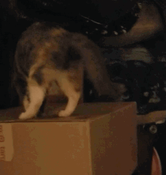 What's In The Box Prying Ginger Cat GIF