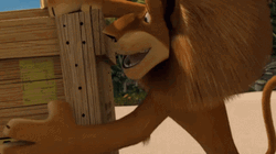 What's In The Wooden Box Alex Knocking Madagascar GIF