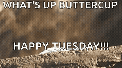 What's Up Buttercup Happy Tuesday On Brown Background GIF