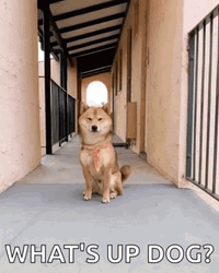 What's Up Funny Dog Bread GIF