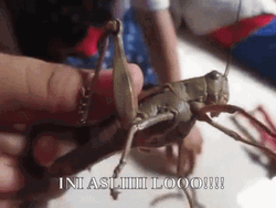 What's Up Grasshopper GIF