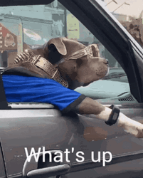 What's Up How Are You Doing GIF