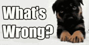 What's Wrong Sad Dog GIF