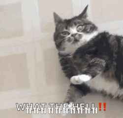 What The Big Cat GIF
