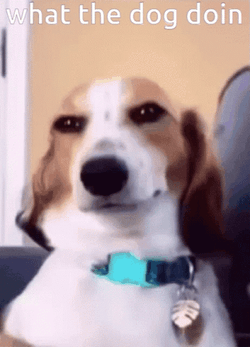 What The Dog Doing GIF