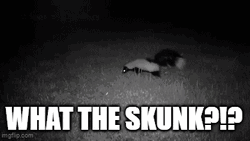 What The Skunk Night Vision GIF
