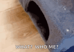What Who Me Cat GIF