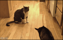 Whatcha Doin Goat Attacking Cat  GIF