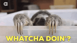 Whatcha Doin Koala Peeking GIF