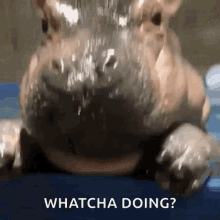 Whatcha Doing Wyd Hippo GIF