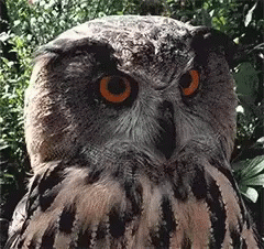 Whatchu Talkin Bout Willis Big Angry Owl GIF