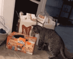 Whats In The Box Shocked Cat Jump Scare GIF