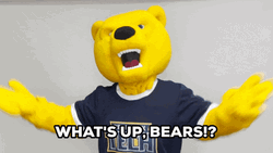 Whats Up Bear Greetings GIF