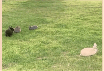Whats Up Doc Four Rabbit On The Grass GIF