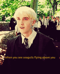 When Funny Harry Potter See Seagulls Flying Above GIF