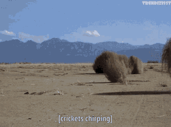 When I Ask A Question And All I Get Are Tumble Weeds And Crickets GIF