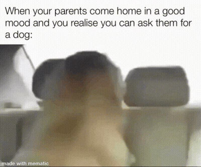 When Parents Come Home In A Good Mood Ask For A Dog GIF