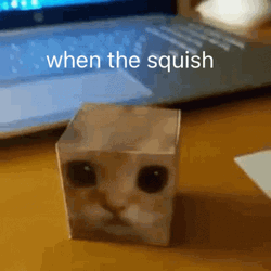 When The Squish Cat In A Box GIF