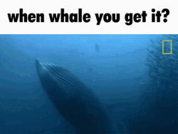 When Whale You Get It GIF