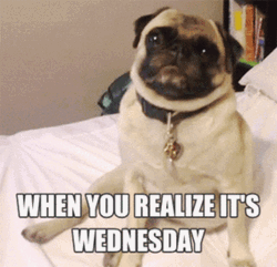 When You Realize Its Wednesday GIF