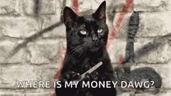 Wheres My Money Black Cat Meme GIF