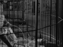 Whip Lion Cub Cage O'Shaughnessy's Boy Movie GIF