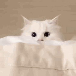 White Aesthetic Cat  GIF