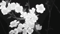 White Aesthetic Glow  GIF