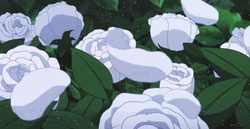White Aesthetic Roses GIF