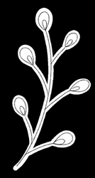 White Aesthetic Twig GIF