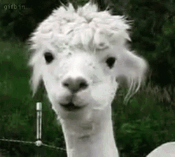White Alpaca Chewing GIF