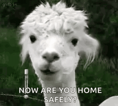 White Alpaca Says Now Are You Home Safely GIF