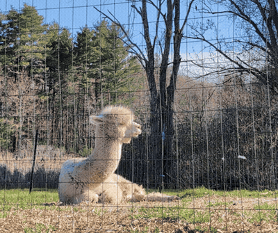 White Alpaca Sitting Behind Wire Fence GIF