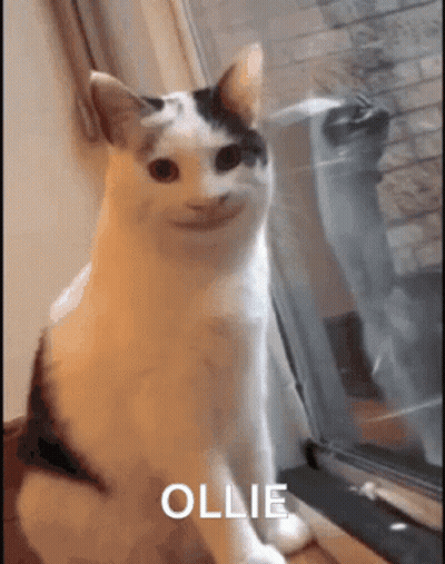 White And Black Cat Sitting In Front Of Window With Funny Face GIF