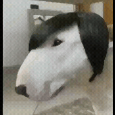 White and Black Dog With Black Hat