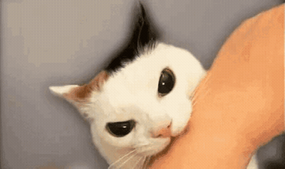 White And Brown Cat Held GIF