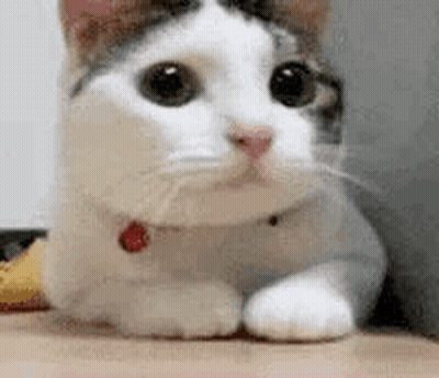 White And Brown Cat Lying On Table GIF