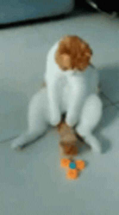 White And Brown Cat Next To Toy Spinner GIF