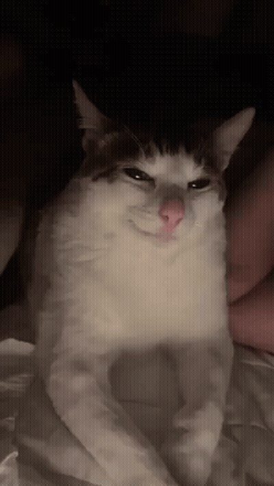 White And Brown Cat Sitting On Bed Looking At Camera GIF