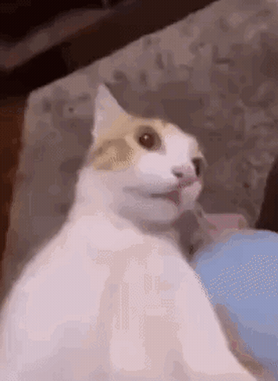 White And Brown Cat Sitting On Couch Looking At Camera GIF