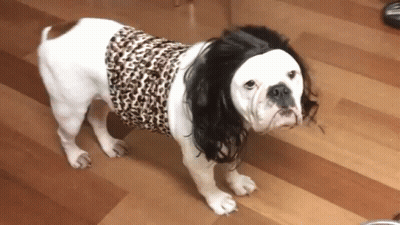 White And Brown Dog In Leopard Print Shirt GIF