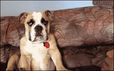 White And Brown Dog Laying On Its Back GIF