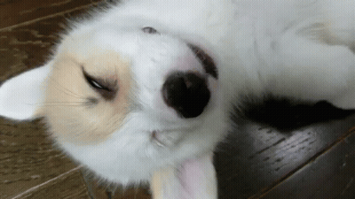 White And Brown Dog Laying On Its Back GIF